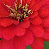 ヒャクニチソウの写真